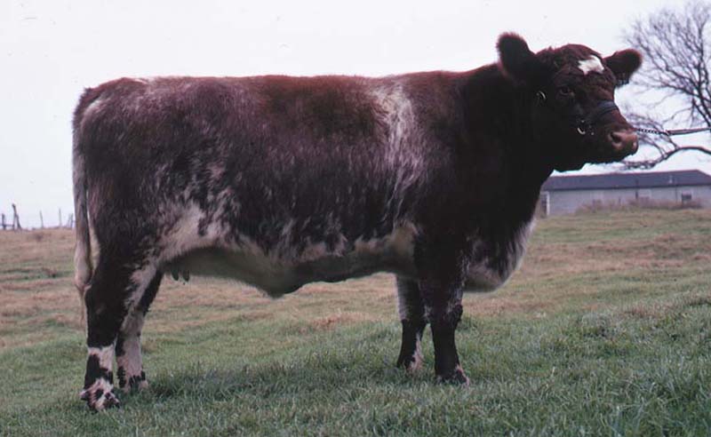 Shorthorn